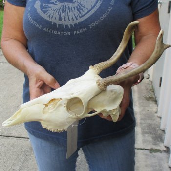 3 point Whitetail Deer Skull with 6-3/4 inch beam - $65
