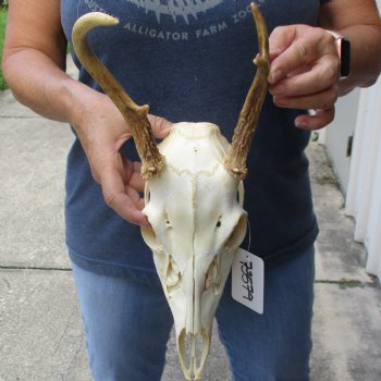 4 point Whitetail Deer skull with 7 inch main beam - $65