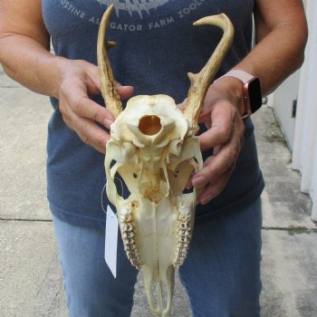 4 point Whitetail Deer skull with 7 inch main beam - $65