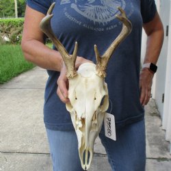 6 point Whitetail Deer skull with 10 inch main beam - $75
