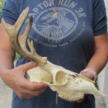 6 point Whitetail Deer skull with 10 inch main beam - $75