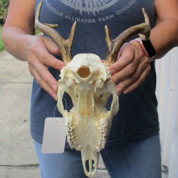 6 point Whitetail Deer skull with 9-1/2 inch main beam - $75