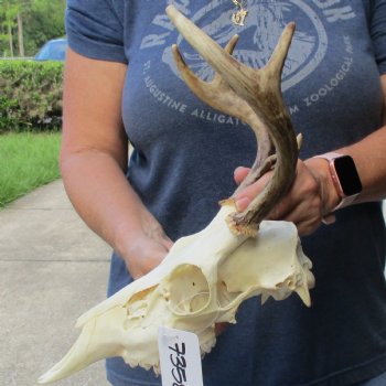 6 point Whitetail Deer skull with 9-1/2 inch main beam - $75