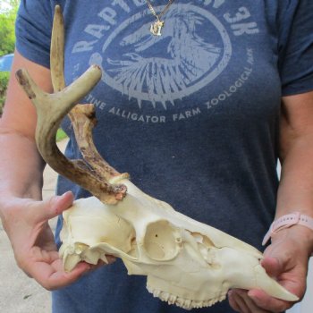 3 point Whitetail Deer skull with 8 inch main beam - $75