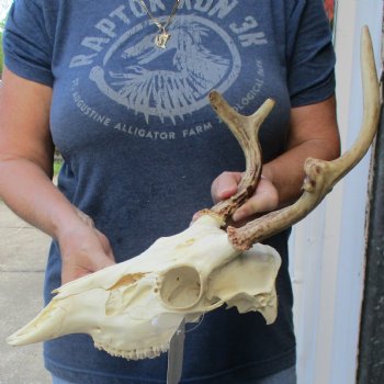 3 point Whitetail Deer skull with 8 inch main beam - $75