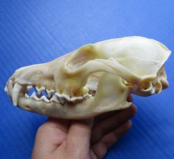 Red Fox Skull 5-3/4 inches - $45