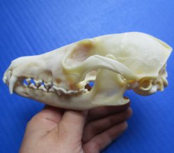 Red Fox Skull 5-1/2 inches - $45
