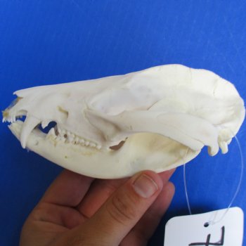 Opossum Skull, 5" x 2-1/2" - $40 