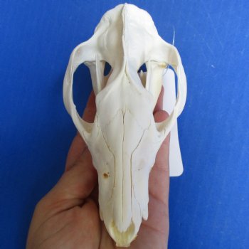 Opossum Skull, 5" x 2-1/2" - $40 