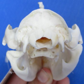 Opossum Skull, 4-1/2" x 2-1/4" - $40 