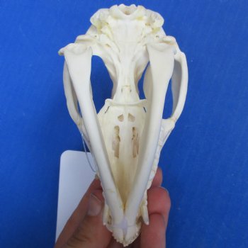 Opossum Skull, 4-1/2" x 2-1/4" - $40 