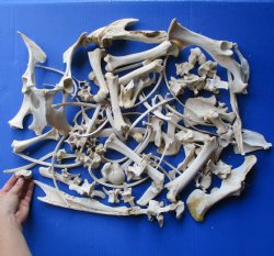 4lb lot of Assorted Wild Hog and Wild Boar Bones - $30