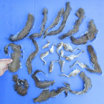 24 Preserved Squirrel Tails - $15