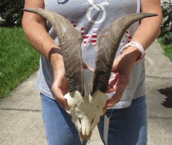 Goat Skull with 13 and 14 inch horns - $120