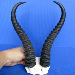 Male Springbok Skull Plate with 10-11" Horns - $30