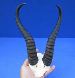 Male Springbok Skull Plate with 11-12" Horns - $35