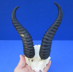 B-Grade Male Springbok Skull Plate with 8-9" Horns - $25