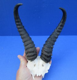 Male Springbok Skull Plate with 9-10" Horns - $30