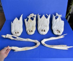 Box of Damaged Alligator Top Skulls and Jaw Bones, No Teeth - $30