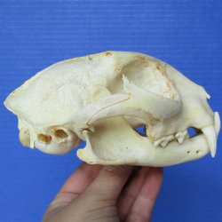 5-1/2" x 4" inch Bobcat Skull - $60