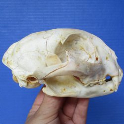 5" x 4" inch Bobcat Skull - $60