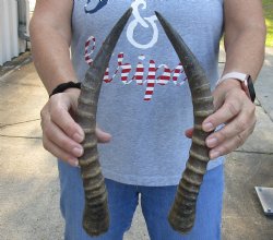 Matching Pair of Blesbok horns, 12-13 inches - $30/pair 