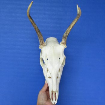 3 point Buck Deer Skull with 8 - 9" Horns - $75