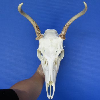 Spike Buck Deer Skull with 8 - 9" Horns - $75