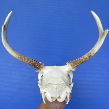 Spike Buck Deer Skull with 8 - 9" Horns - $75