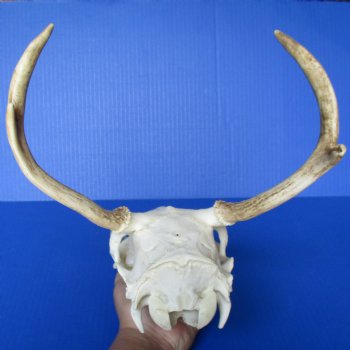 4 point Buck Deer Skull with 8 - 9" Horns - $75