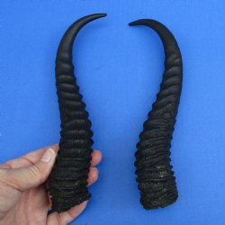 Matching pair of Male Springbok horns measuring 11 inches - $27/lot