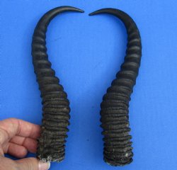 Matching pair of Male Springbok horns measuring 12 inches - $27/lot