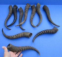 10 XL 11-13 inch African male springbok horns for $70