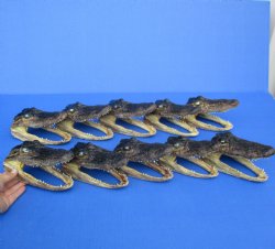 10 Alligator Heads, 6" x 3" - $92