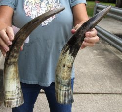 2 pc lot of Raw Buffalo horns 17 and 19 inches - $25
