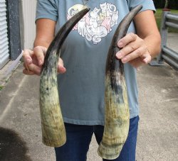 2 pc lot of Raw Buffalo horns 17 and 18 inches - $25