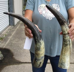 2 pc lot of Raw Buffalo horns 17 and 18 inches - $25