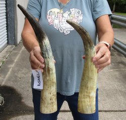 2 pc lot of Raw Buffalo horns 18 inches - $25