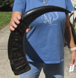 26 inch Semi polished buffalo horn - $35