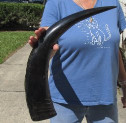 25 inch Semi polished buffalo horn - $35