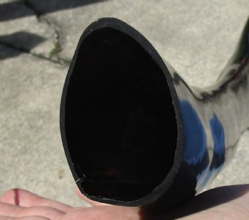 38 inch polished buffalo horn from an Indian water buffalo - $29
