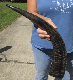 22 inch Semi polished buffalo horn - $25