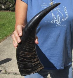 17 inch Semi polished buffalo horn - $20
