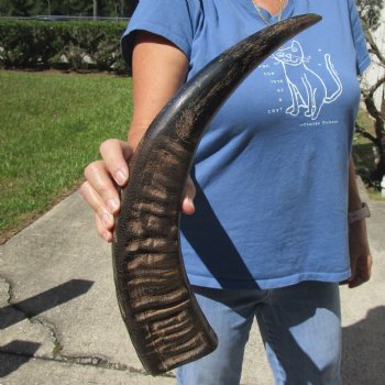 20 inch Semi polished buffalo horn - $18