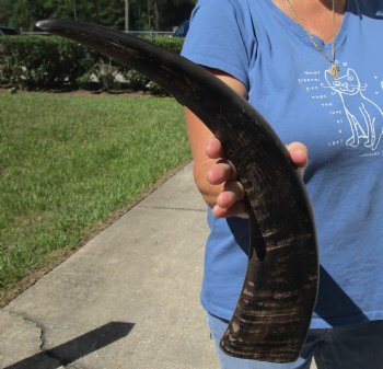 20 inch Semi polished buffalo horn - $18