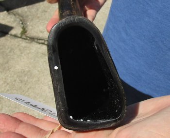 20 inch Semi polished buffalo horn - $18