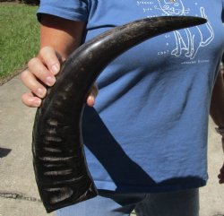 19 inch Semi polished buffalo horn - $20