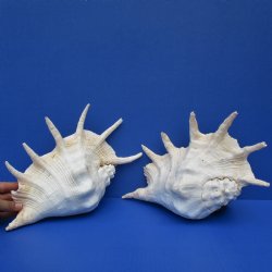 2 pc lot 12" Giant Spider Conchs - $23