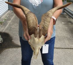 9" U.S. Domestic Goat Skull with 16" Horns - $145