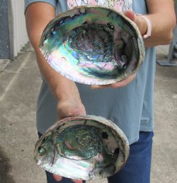 2 pc Natural Green Abalone shells 6-3/4 inches - $27/lot